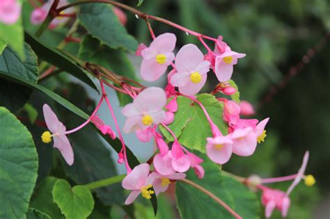 海棠開花|【海棠(カイドウ)のまとめ！】育て方(植え替えや挿し。